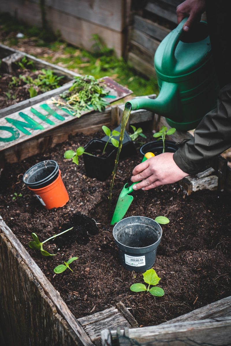 person planting seedlings in raised bed